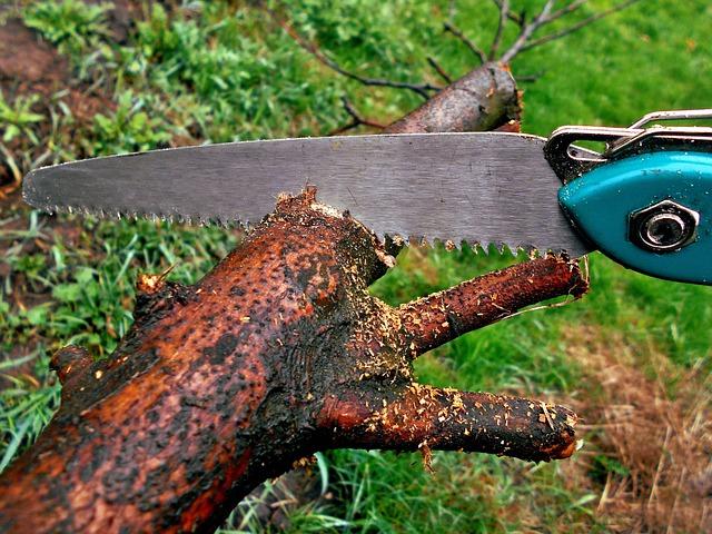 Mastering the Art of Pruning: Expert Techniques Revealed