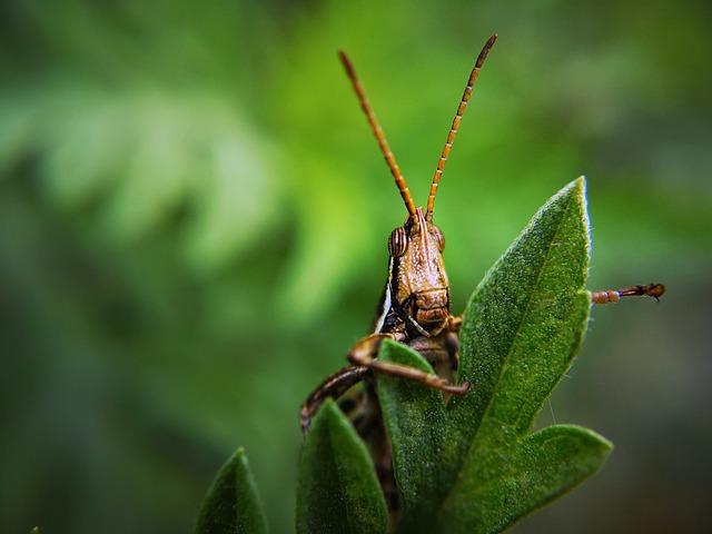 Pest Patrol: Natural Solutions for Protecting Your Plants