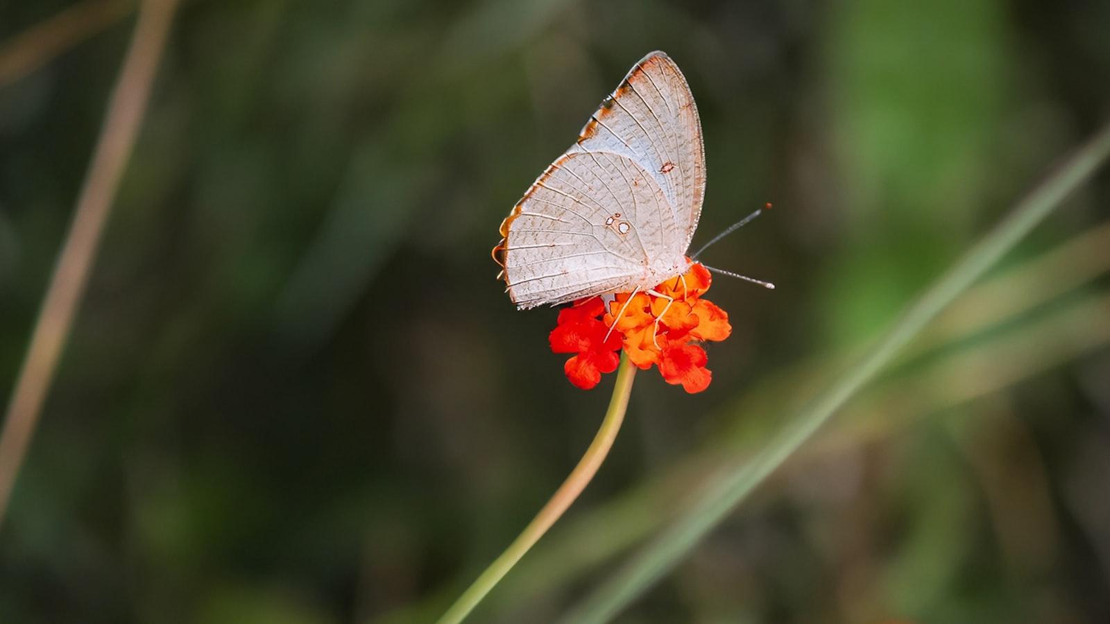 The ⁢Balance of Nature: Understanding Garden Ecosystems